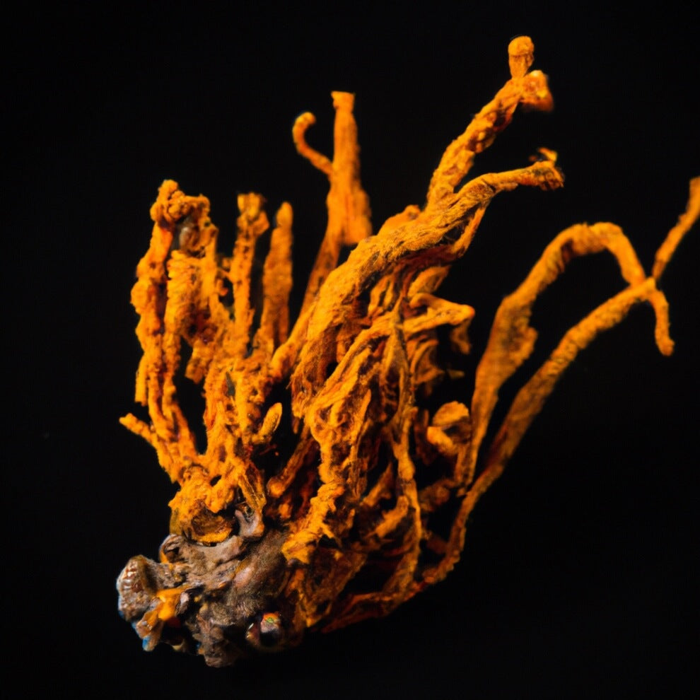 Cordyceps Mushroom