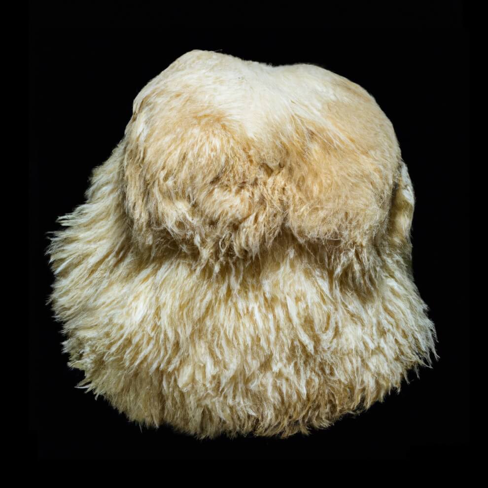 Lion's Mane Mushroom