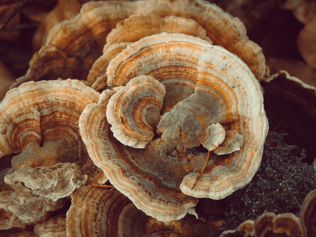 turkey tail mushroom, functional mushrooms, beta glucans