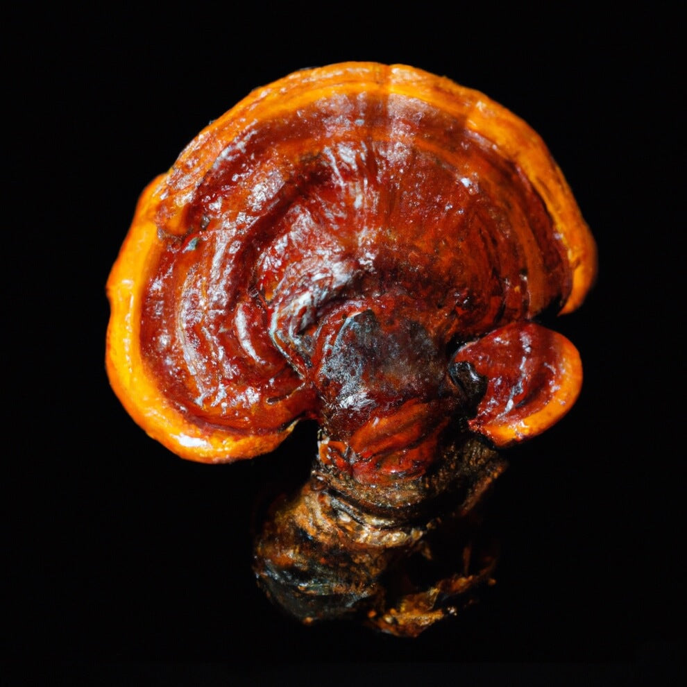 Reishi Mushroom 